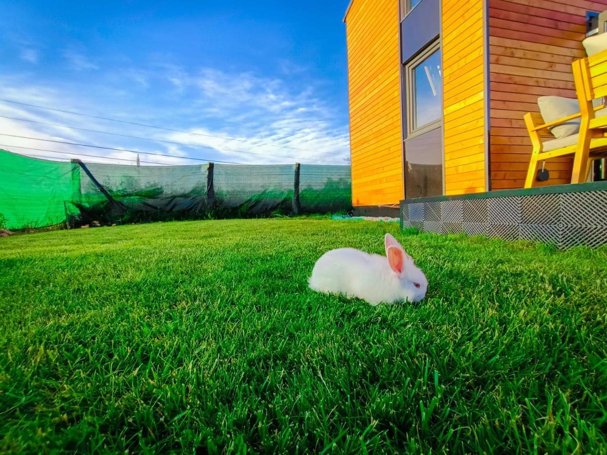 Tiny House - Baia De Fier Otel Dış mekan fotoğraf